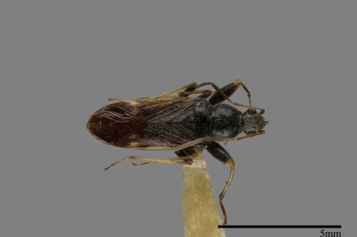 Horridipamera nietneri[紫黑刺脛長蝽][00048364]