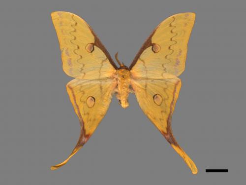 Actias heterogyna subaurea[台灣長尾水青蛾][00016382]