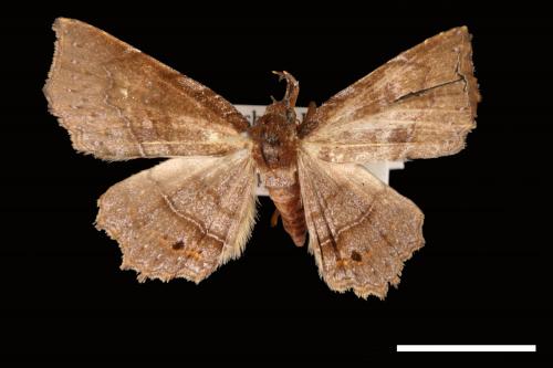 Eutrogia morosa[00007592]