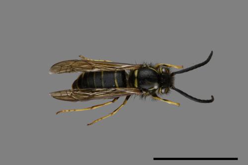 Vespula flaviceps[細黃胡蜂][00072919]