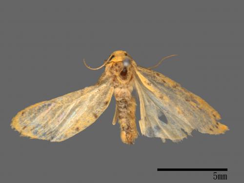 Asura alikangiae[關山豔苔蛾][00044111]
