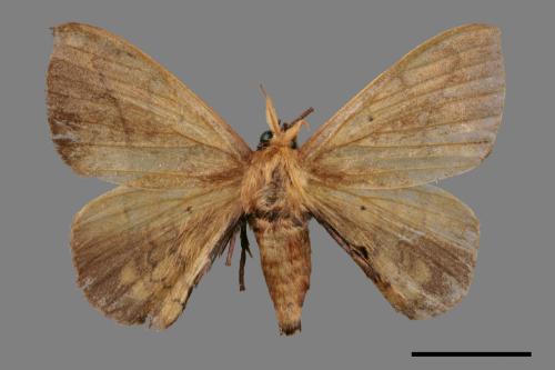 Andraca olivacea[綠茶蠶蛾][00053477]