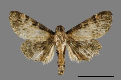 <已分類>Family：Pyralidae[螟蛾科][00039146]