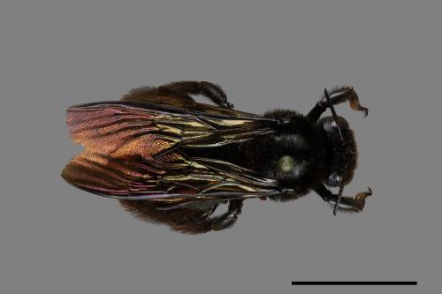 Xylocopa tranquebarorum[銅翼眥木蜂][00074795]