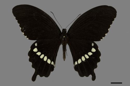 Papilio polytes polytes[玉帶鳳蝶][00101107]