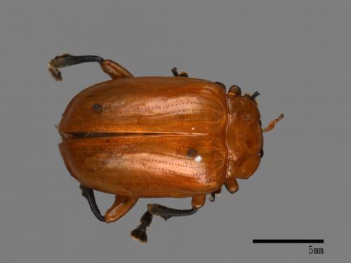 <已分類>Family：Chrysomelidae[金花蟲科][00081253]