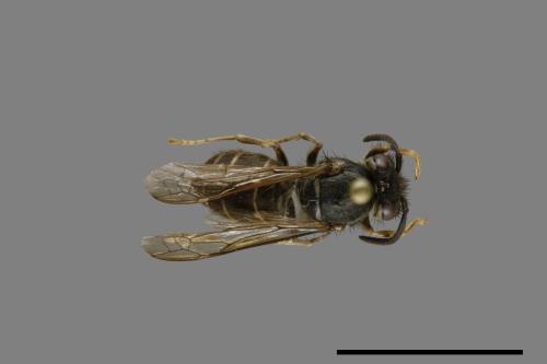 Vespula flaviceps[細黃胡蜂][00072984]