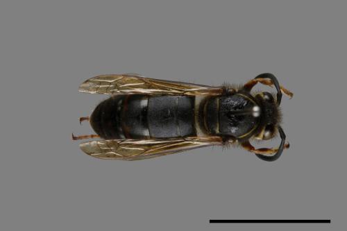 Vespula flaviceps[細黃胡蜂][00073154]