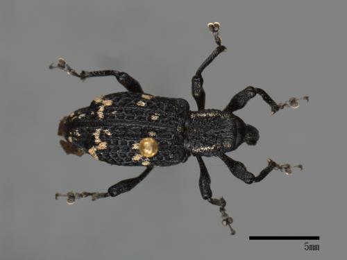 <已分類>Family：Curculionidae[象鼻蟲科][00082618]
