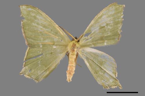 <已分類>Genus：Maxates[00059611]