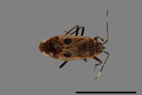Physopelta parviceps[東亞斑紅椿][00041062]