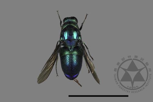 <已分類>Family：Chrysididae[青蜂科][00166168]