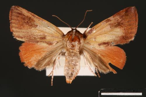 Carea internifusca[間赭瘤蛾][00004669]