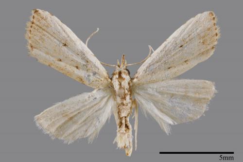 <已分類>Family：Noctuidae[夜蛾科][00008321]