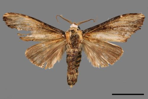 Hexafrenum maculifer maculifer[斑白頸異齒舟蛾][00051323]