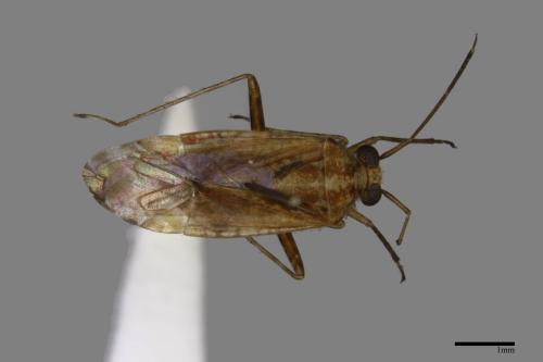 <已分類>Family：Miridae[盲椿象科][00040895]