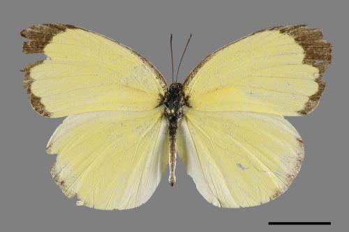 Eurema blanda arsakia[臺灣黃蝶][00093875]