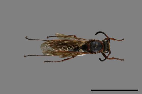 Polistes eboshinus[姬長腳蜂][00072632]