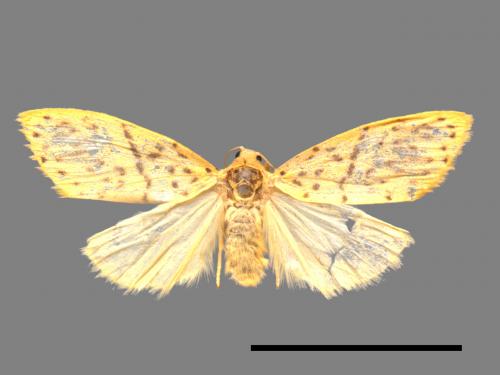 Asura alikangiae[關山豔苔蛾][00051522]