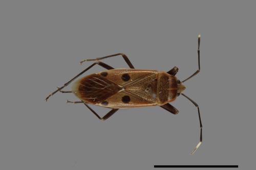 Physopelta quadriguttata[00040950]