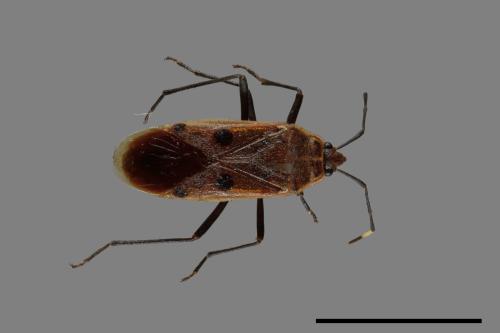Physopelta quadriguttata[00040749]