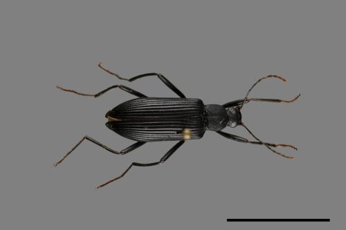 <已分類>Family：Tenebrionidae[擬步行蟲科][00084630]