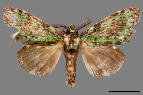 Somera viridifusca viridifusca[瑟舟蛾][00044637]