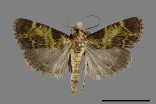 <已分類>Family：Pyralidae[螟蛾科][00092461]
