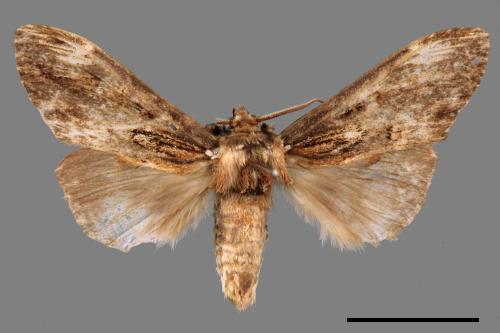 Hexafrenum leucodera yamamotoi[吉本氏異齒舟蛾 (明白頸異齒舟蛾)][00057590]