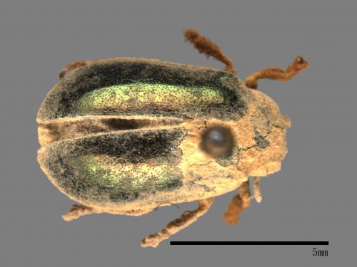 <已分類>Family：Chrysomelidae[金花蟲科][00081737]