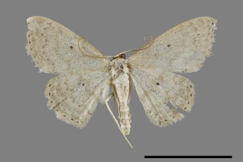 <已分類>Genus：Scopula[00093073]