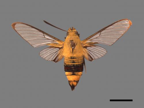 Cephonodes hylas[大透翅天蛾][00017850]
