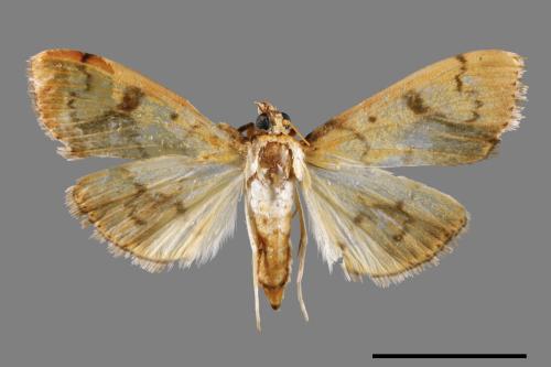 <已分類>Family：Crambidae[草螟科][00063804]
