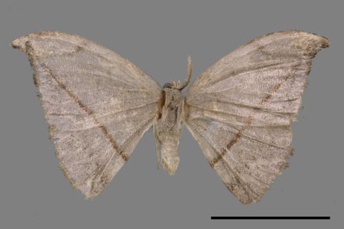 Albara reversaria opalescens[單帶鉤蛾][00037469]