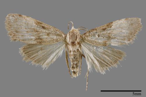 <已分類>Family：Noctuidae[夜蛾科][00011930]