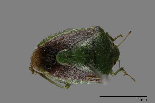 <已分類>Genus：Plautia[00026114]