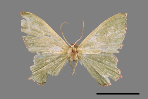 <已分類>Genus：Maxates[00045126]