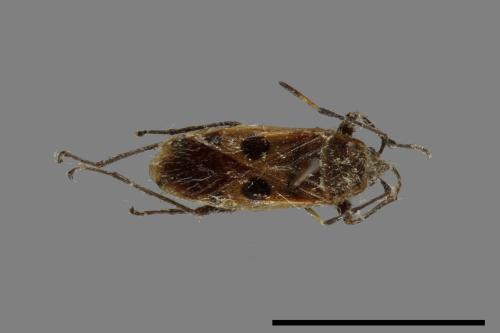 Physopelta quadriguttata[00054055]