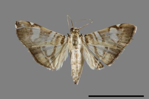 <已分類>Family：Crambidae[草螟科][00100357]