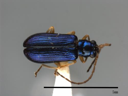 <已分類>Family：Chrysomelidae[金花蟲科][00084038]