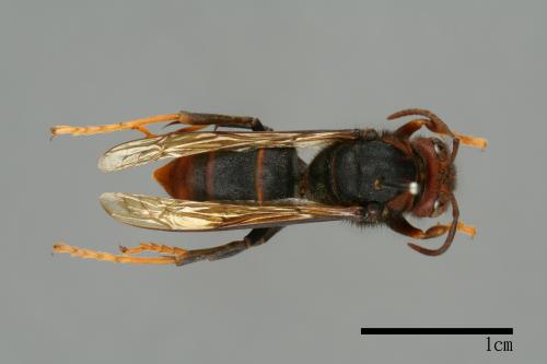 Vespa velutina[黃腳虎頭蜂][00097276]