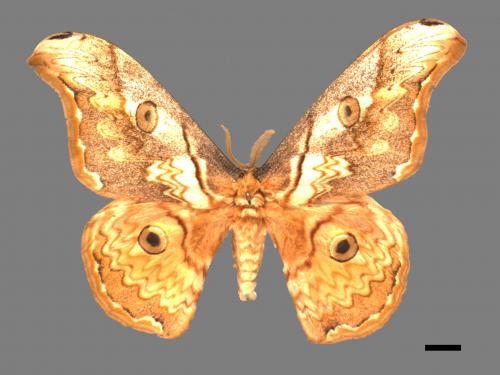 Saturnia thibeta nbsp okurai[大綠目天蠶蛾][00055655]