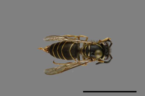 Vespula flaviceps[細黃胡蜂][00073272]