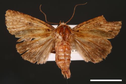 Feliniopsis tripunctata[00002206]