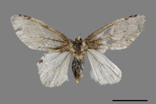 Liparopsis postalbida[中灰舟蛾][00037340]