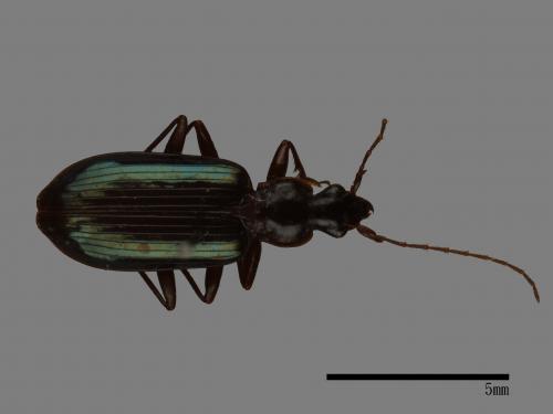 <已分類>Family：Carabidae[步行蟲科][00092707]