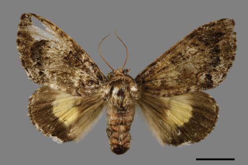 Trisuloides sericea[后夜蛾][00057153]