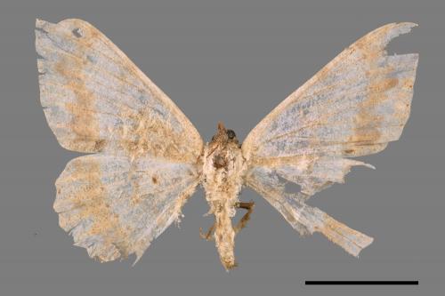 Luxiaria mitorrhaphes[雙斑鈎尺蛾][00051634]