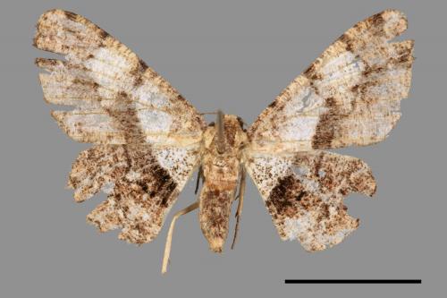 Satoblephara owadai[腹毛墨紋尺蛾][00047252]