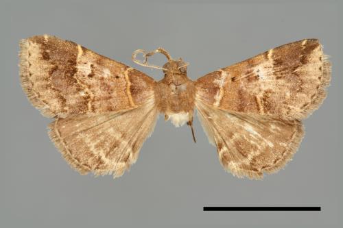 <已分類>Genus：Bertula[00102820]